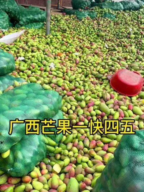 從枝頭到舌尖 百色金煌芒，新鮮應季的優質農產品