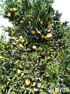 麻陽冰糖橙 55mm以上精選果，新鮮零售的甜蜜誘惑